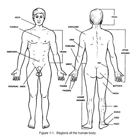 Jump to navigation jump to search. Basic Human Anatomy Distance Learning Course