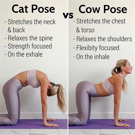 Whereas a cat cow uses a forward and back movement of pelvis, this move requires . Cat vs Cow!! Which do you prefer?! 🐱🐄 👉🏼 Cat Pose: 🐱 This ...