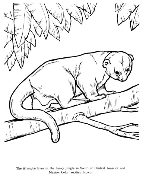 See horseshoe bend near the utah border in page, az, an awesome view overlooking the colorado river near lake powell. Animal Drawings Coloring Pages | Kinkajou Animal ...
