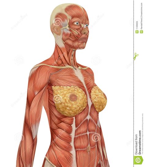 Bones make up about 14 percent of our body weight. Female Musular Anatomy Upper Body Close Up Royalty Free ...