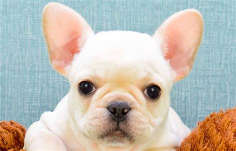 French bulldog prices fluctuate based on many factors including where you live or how far you are willing to travel. French Bulldog Puppies For Sale Indiana - Wayang Pets