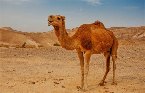 Dromedary camels (camelus dromedarius) and the domestic bactrian camel (camelus bactrianus) were named in 1758 by swedish zoologist carl linnaeus, who only knew of the domestic variety. The Desert Animals of Israel - Wildlife Habitats of the ...