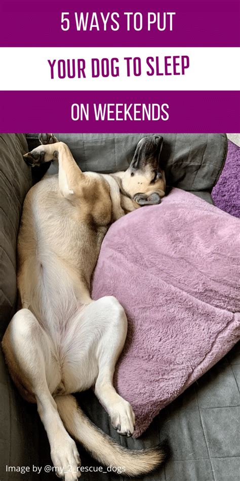 The title of your post must contain an actual question. 5 Ways to Put Your Dog to Sleep on Weekends in 2020 | Dog ...