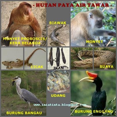 As such, there is a bit of noise pollution here caused by the taking off and landing of fighter jets. Tinta-tinta Ilmu: HUTAN PAYA AIR MASIN & TAWAR