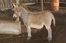 donkey sex farm mirror