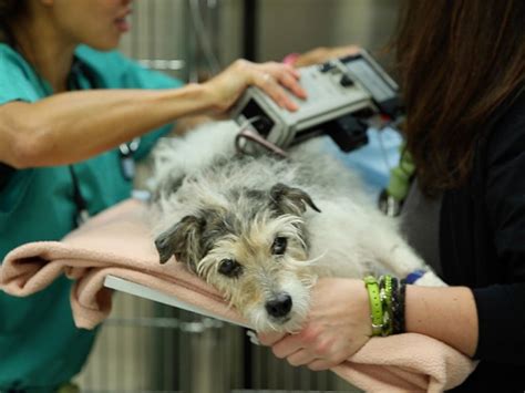 No more waiting rooms, no more cages; Emergency Vet Clinic Patient | Emergency vet clinic ...