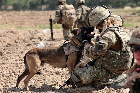Our uniforms embody the professionalism and commitment to the army. Military-Inspired Names for Tough Male Dogs | PetHelpful