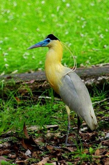 Panama competed at the 2019 parapan american games held from august 23 to september 1, 2019 in lima, peru. Capped Heron ( Bolivia, Brazil, Colombia, Ecuador, French ...