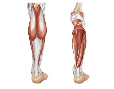 Get in touch with us today! Lower Leg Muscles (Posterior) - PurposeGames