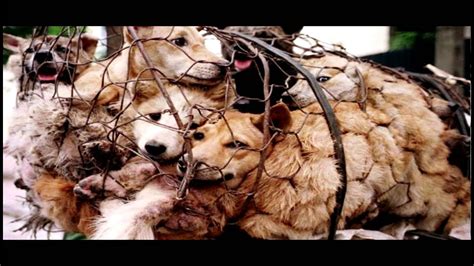 For example they do some kind of crime towards. Animal Cruelty Campaign - YouTube