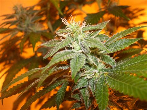 Jun 10, 2020 · frequently asked questions about the cannabis flowering stage. Aesliip's Grow: Flowering Update - Weedist