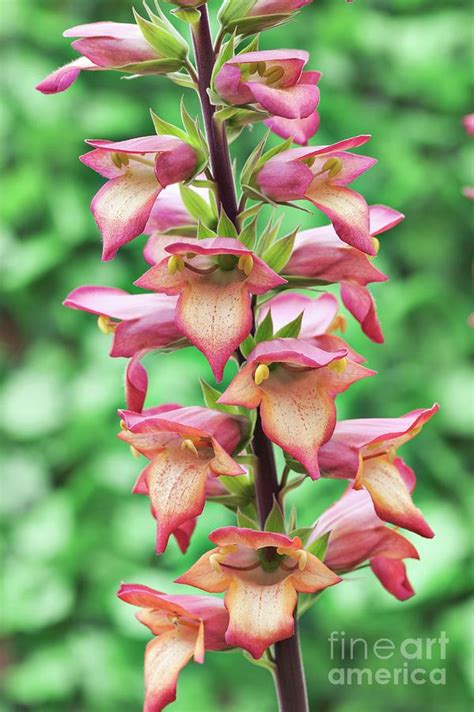 Digiplexis® illumination® flame (digitalis hybrid). Foxglove (digitalis 'illumination Flame') Photograph by ...