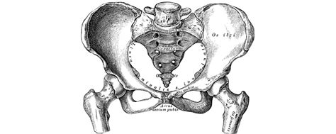 The crossword clue possible answer is available in 4 letters. Bone Anatomy Crossword - Human Anatomy And Physiology ...