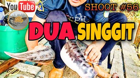 .tapahbesar #sungaigersik #rivermonster ikan tapah gergasi ikan tapah makan monyet ikan tapah terbesar ikan tapah in english ikan tapah ban kenal ikan tapah bemban ikan tapah tasik kenyir ikan tapah paling besar ikan tapah adalah ikan tapah albino ikan tapah air tawar. Ikan Tapah Makan Keli Dan Cara Potong Ikan Toman # ...