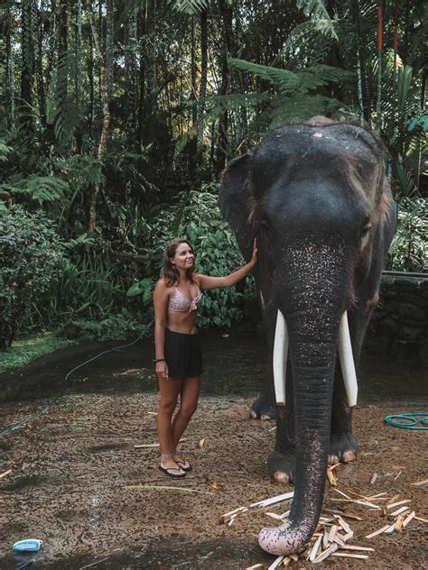 Lekarska specjalistyczna spółdzielnia pracy ,,eskulap'' nip: Mason Elephant Sanctuary in Bali, Indonesia Instagram ...