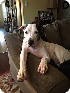 Akc registration & health guarantee on all puppies! Pin by Charity Cannon on Pets | Pets, Great dane mix, Dogs