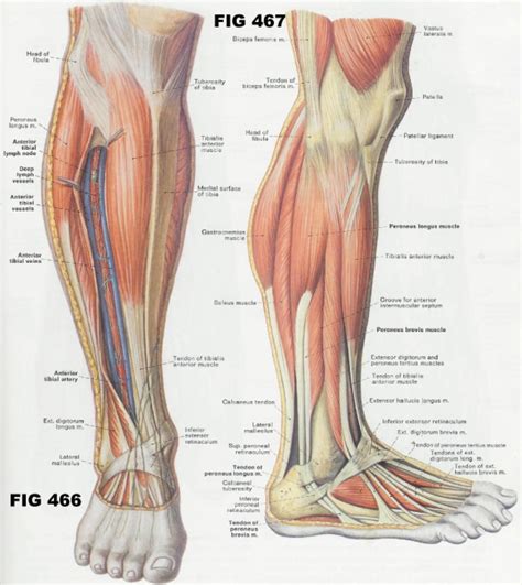 Rhabdomyolysis is a dissolution of skeletal muscles. Pin by Johann Victor on Anatomy and Figure | Leg muscles ...