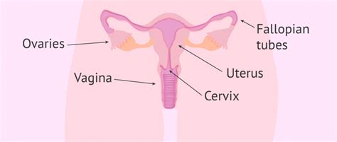 Female anatomy includes the external genitals, or the vulva, and the internal reproductive organs. Female Fertility - Parts of the Female Reproductive System
