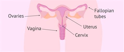 Learn now at kenhub their anatomy! Female Fertility - Parts of the Female Reproductive System