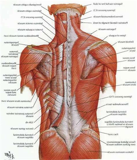 Back muscles, like any other muscle in the body, require adequate exercise to maintain strength and tone. Human Anatomy Back | Muscle diagram, Muscle anatomy, Lower ...