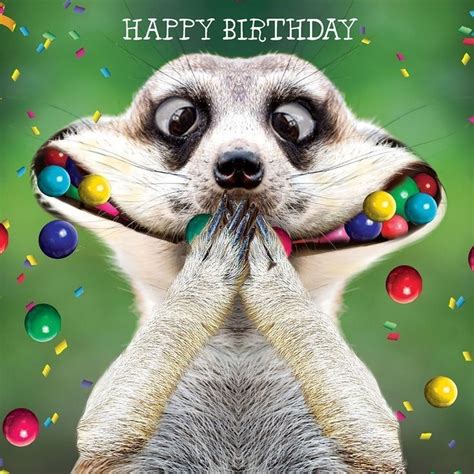 Explore and share the best happy birthday gifs and most popular animated gifs here on giphy. es ist süß - es ist süß - #9gagFunny #FunnyAnimalQuotes # ...