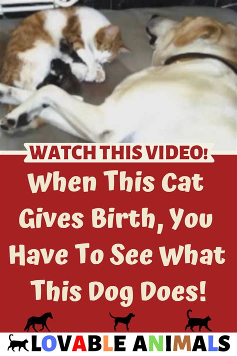 Mating takes anywhere from ten minutes to an hour. #cats #kittens #cat #catlover #catcare #puppies #dog #dogs #puppy #dog #birth #cute #love #pug # ...