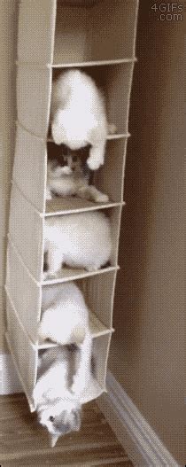 Cat chasing bouncing ping pong ball. Funny cats - part 188 (40 pics + 10 gifs) | Amazing Creatures