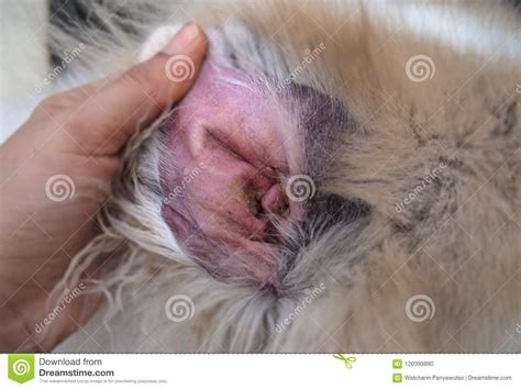 Chiuda Su Otite Del Cane, L'abbondanza Dell'orecchio Era E ...