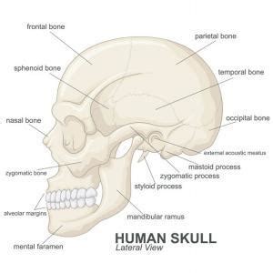 Some of these bones protect your brain, whereas others make up the structure of your face. How Many Bones In The Face And Head : Neck Anatomy Pictures Bones Muscles Nerves : Others, like ...