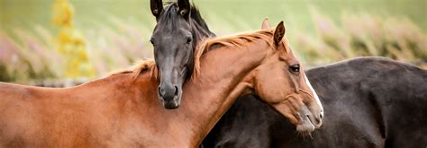 Jarvis insurance, horse / equine and bloodstock insurance agency | not only does c. Horse Mortality Insurance, Horse Medical Insurance ...