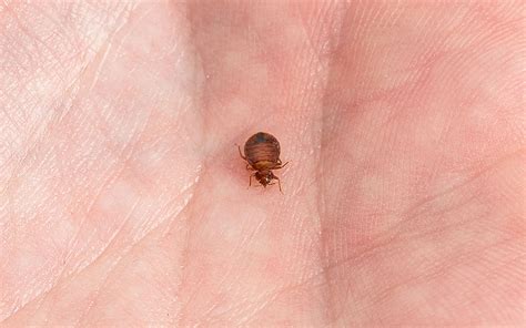 There are plastic covers especially if bed bugs have already gotten into the mattress and box spring, it's better to dispose of them immediately than try to remove the bed bugs. Sleep Tight: Orkin's 2019 Top Bed Bug Cities - Orkin