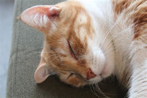 Here are seven sleeping positions your cat will always display and what they really mean. Head Portrait Of A Sleeping Beauty Ginger Cat. Stock Image ...