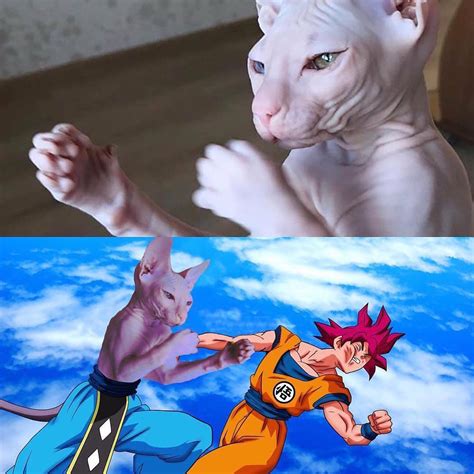 They were designed by hiroyuki kimura at nintendo, and they first appeared in super mario bros. Hairless Cat Beerus - Best Cat Wallpaper