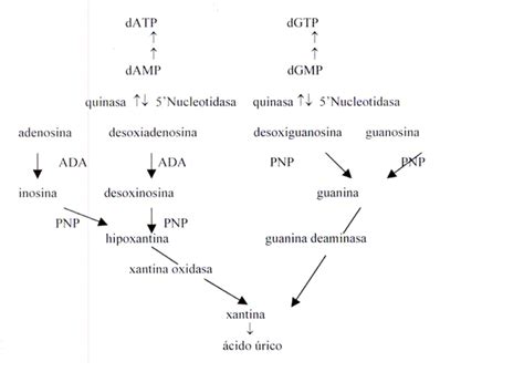 Questo enzima è presente nelle celle rosse e nella parete dell'imbarcazione. Inosina Monofosfato; IMP; Ácido Inosínico; Monofosfato de ...