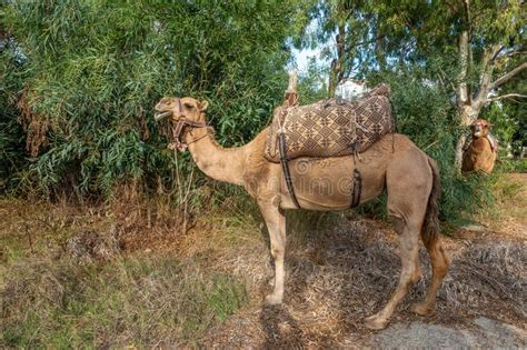 Although they rarely travelled faster than the walking speed of a person. Camels Stand On A Beach With A Bedouin Tent And ...