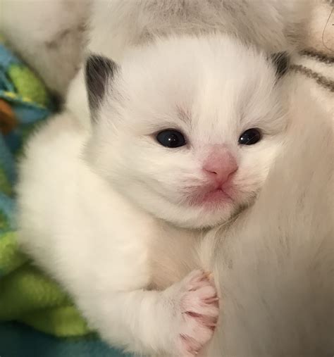 These ragdoll kittens located in texas come from different cities, including, houston. Ragdoll kittens for sale in Dallas Metroplex area | Texas ...