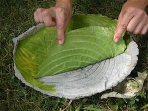 Concrete decorations for the yard, especially. Craft Your Own Leaf-Shaped Birdbath - Dave's Garden