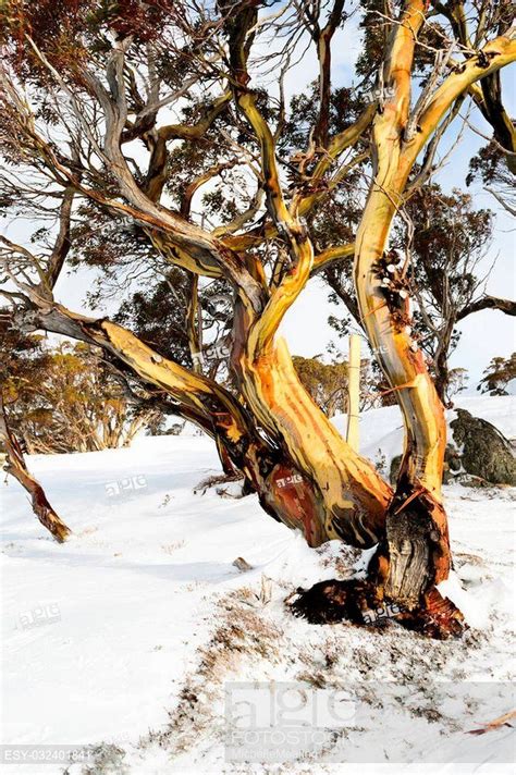 Check spelling or type a new query. Stock Photo: Alpine 'Snow Gum' in Australia's Snowy ...