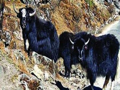 Sikkim wildlife can be witnessed in these 8 national parks as well as sanctuaries. Sikkim Animals Name / Sikkim Wildlife 5 Breathtaking ...