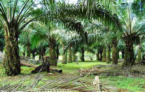 Perladangan kelapa sawit telah bermula sejak awal penubuhan pkps iaitu tahun 1972. Jenis-jenis Tanah (Lahan) yang Cocok untuk KELAPA SAWIT ...