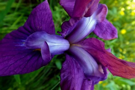 Roof iris or root iris? Japanese Iris