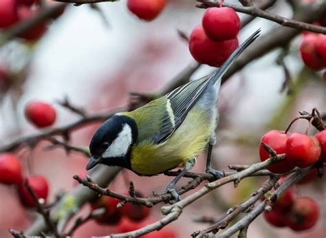 Ein garten ist ein abgegrenztes stück land, in dem pflanzen oder tiere vom menschen in kultur genommen und somit gepflegt (kultiviert) werden. Ihr Garten als Vogelparadies - Gärtnerei Schwitter AG