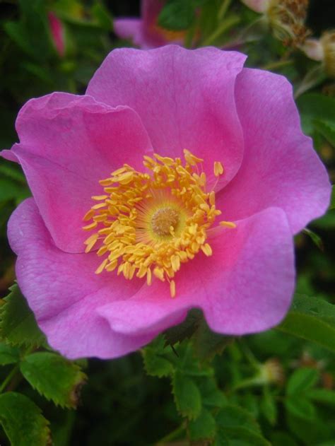 Check spelling or type a new query. Rosa virginiana / Virginia Rose in 2020 | Rose, Native ...