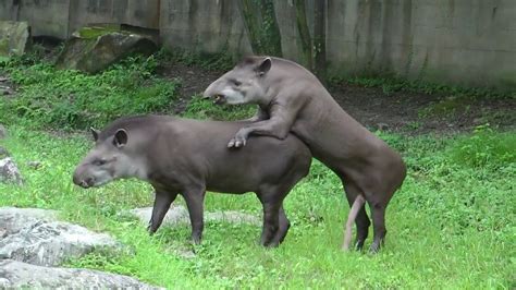 Learn more about the word tapir , its origin, alternative forms, and usage from wiktionary. Un tapir bien membré essaye de s'accoupler