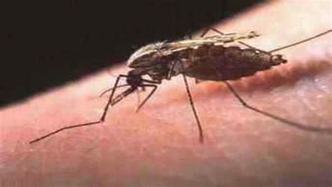 ينتشر مرض المالاريا عن طريق البعوض مؤديًا للحمى، والقشعريرة وأعراض مشابهة لأعراض مرض الإنفلونزا. الملاريا | المرسال