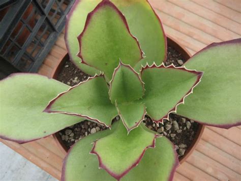 Water your thankfully, kalanchoe plants are very resilient and not particularly prone to disease, but nevertheless, take reasonable care. Kalanchoe synsepala - Walking Kalanchoe | World of Succulents