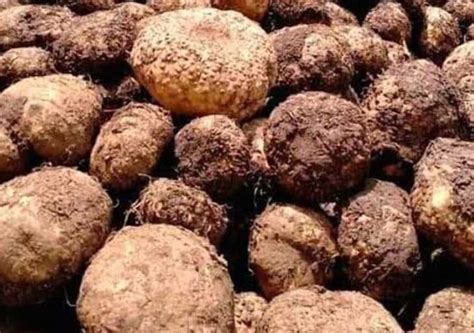 Dapatkan harga porang termurah di halaman jual porang agromaret. Porang Di Jambi : Tanaman Porang Di Jambi Melirik Potensi ...