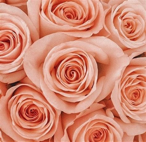 farm-choice-peach-roses-roses-for-sale-roses-peach-flowers-bulk-flowers-peach-roses