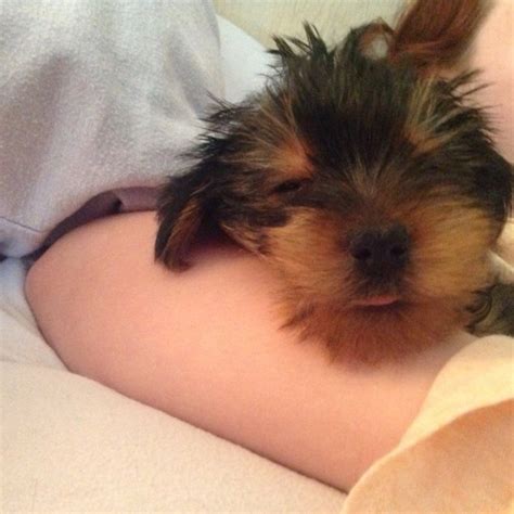 Find puppies under 300 in dogs & puppies for rehoming | find dogs and puppies locally for sale or adoption in ontario : Yorkie Puppies Under $100 For sale United States - 1
