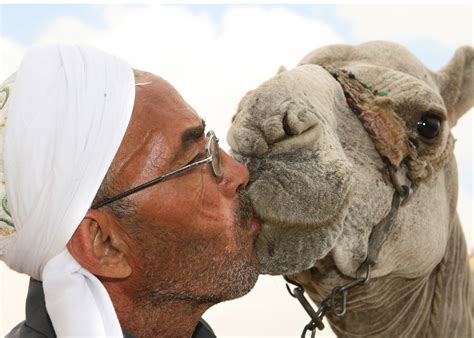 Jimmy fallon's wife is probably going to want him to double down on the mouthwash, because dude totally made out with robert irwin's camel on wednesday. File:Flickr - DavidDennisPhotos.com - Man Kissing Camel ...